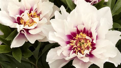 Perfect Peonies: 29 Favorite Varieties and Growing Guide | Sunset