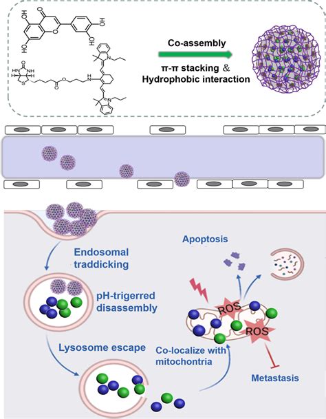 Schematic Illustration Of Ph Responsive Nanoplatforms For The Delivery Download Scientific