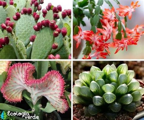 15 TIPOS de CACTUS Nombres Fotos y Cuidados con VÍDEO en 2020