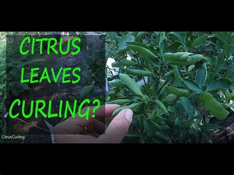 How To Treat Curly Leaf On Citrus Trees