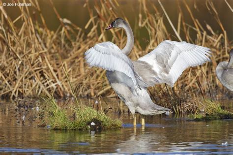 Trumpeter Swan – Joe Fuhrman Photography