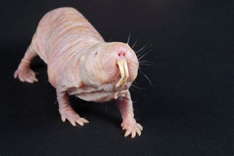 Naked Mole Rats Speak In Dialects Unique To Their Colonies