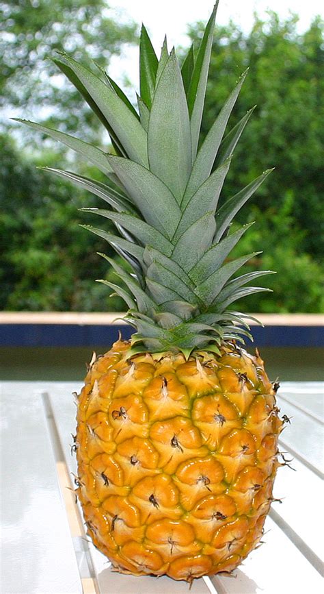 Ripe Pineapple Free Stock Photo Public Domain Pictures