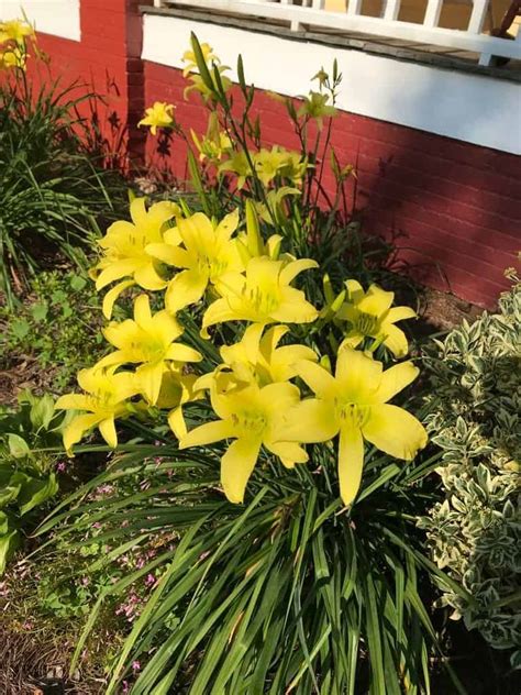 Daylily Or Hemerocallis Hyperion Tall Yellow One Live Plant Fan Plantly