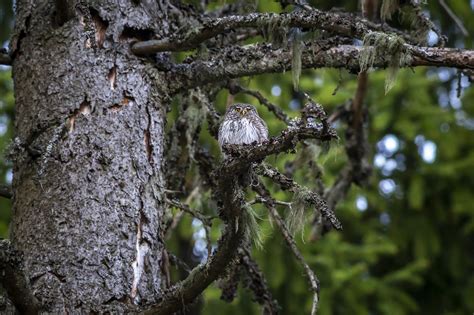 Glaucidium Passerinum Burung Hantu Foto Gratis Di Pixabay Pixabay