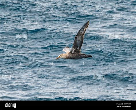 A Southern Giant Petrel Macronectes Giganteus Flying Over Ocean