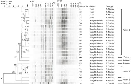 Rep Pcr Of S Stanley A Dendrogram Showing The Similarities In Rep Pcr