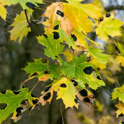 Learn to Identify Tree Diseases Early