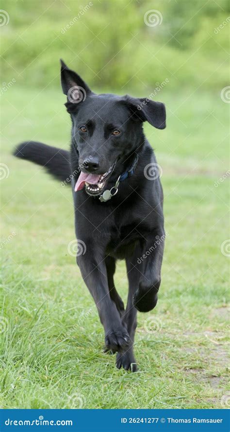 Black Dog Labrador Running Over A Meadow Stock Image Image Of