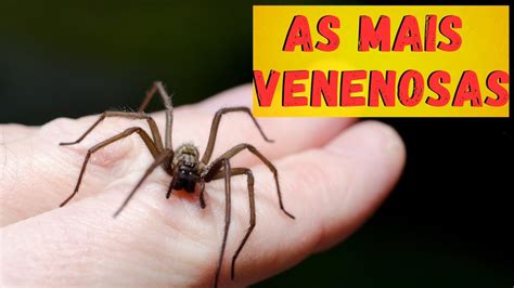 ARANHAS MAIS VENENOSAS QUAIS ARANHAS SÃO REALMENTE PERIGOSAS ONDE