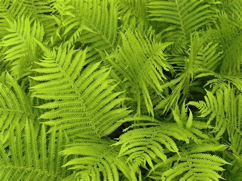 1280x720 Wallpaper Green Fern Plants Peakpx