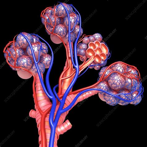 Alveoli Of The Human Lung Illustration Stock Image F