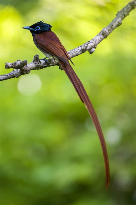 The Popstars Are Back Paradise Flycatchers In Shanghai Birds