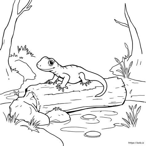 Does Salamander Change Color