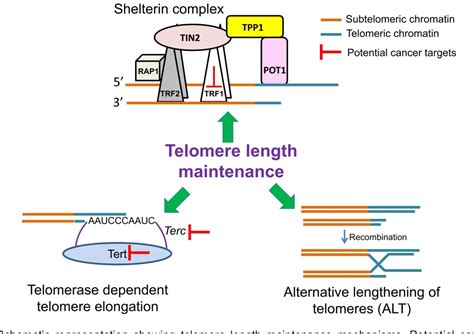 Figure From Telomere Length Maintenance Mechanisms In Cancer