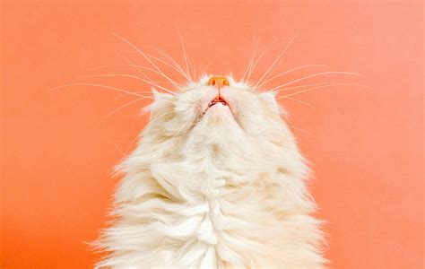 An online marketplace will soon launch for the popular yos store 31