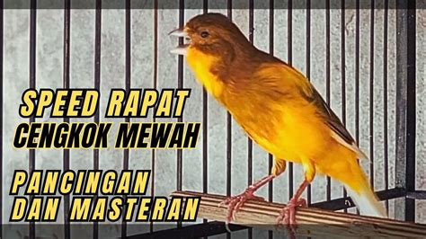 Kenari Gacor Durasi Panjang Suara Burung Kenari Pancingan Masteran