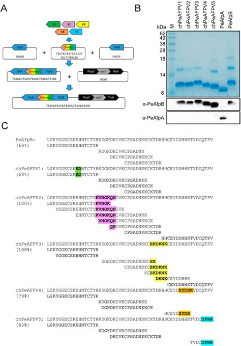 Production, purification and identification of parental and chimeric ... 