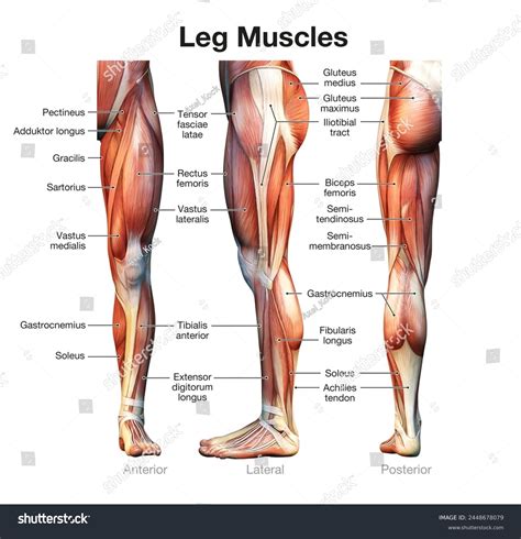 Leg Muscles Quadriceps Hamstrings Calves Shin Stock Illustration 2448678079 | Shutterstock