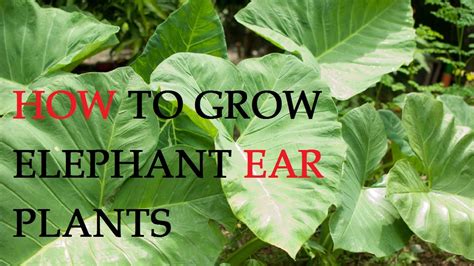 How To Care For Elephant Ear Plant Plant Ideas