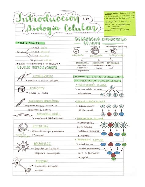 Biología Celular 1 Apuntes Biocel Biología Celular Studocu