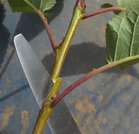 Cómo hacer esquejes de marihuana paso a paso