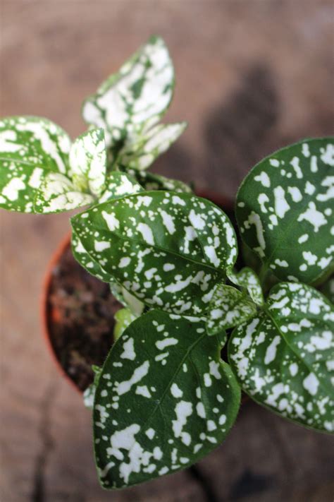 Polka Dot Plant Green White Terrarium South Africa – i-go-eco