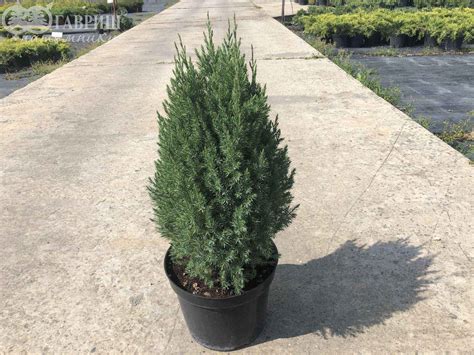 Купить можжевельник китайский stricta деревья и растения - Крымский ...