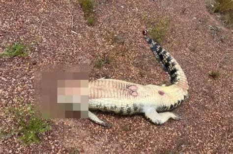 Monster Crocodile Beheaded Dragged Behind Vehicle And Left On Side Of