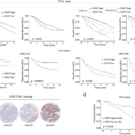 Low Expression Of Gng Was Correlated With Poor Prognosis Of Luad