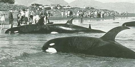 Orcas and mass strandings