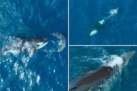 60-year-old orca kills great white shark in incredibly rare footage ...