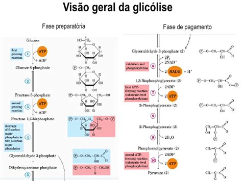 Tipos De Glicolise - A molecula de glicose é quebrada em quantas moleculas de piruvato ...