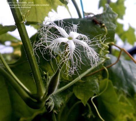 Snake Gourd Flower To Fruit : Snake gourd (trichosanthes anguina) is ...