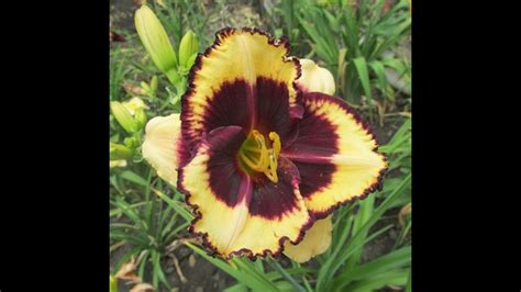 Лилейник Тайгер Блад (Tiger Blood) - саженцы купить в Минске, доставка ...