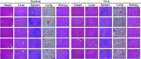 Safety Evaluation Of Nps In Vivo He Staining Of Major Organs Heart