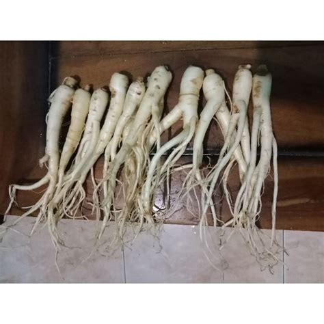 Jual Paket 10 Ginseng MErah Korean Ukuran Sedang Shopee Indonesia