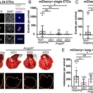 Suppression Of Angptl Reduces Ctc Abundance And Distant Lung