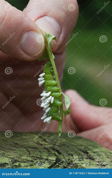 Tomato Hornworm Larvae With Wasp Pupae Parasites Stock Photography ...