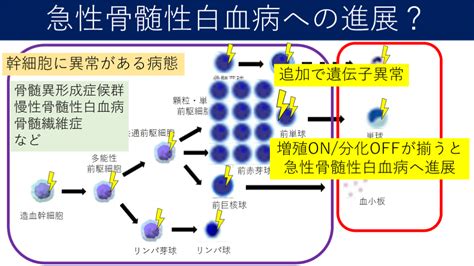 【病態生理の徹底解説】急性骨髄性白血病ってどんな病気？治療はどんな流れ？ Antaa Slide