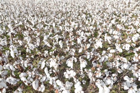 Cotton field stock photo. Image of harvesting, industry - 47023512