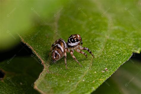 Aranha Pequena Que Pula - Pequena aranha saltadora da espécie Philira micans [download] - Designi