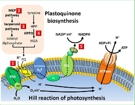 Illustration Of The Relationship Between Photosystem II PSII And