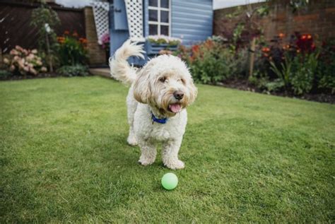 The Cockapoo: The Perfect Crossbreed - Critter Culture