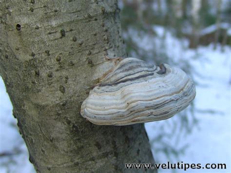 Fomes fomentarius, taulakääpä @ Natural Fungi in Finland