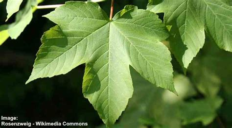 Sycamore Trees Leaves Bark Types Identification Guide Pictures