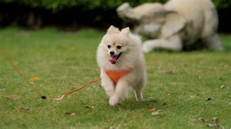 4k video, Looks at Camera cutest little Pomeranian dog. Walking cute ...