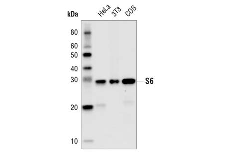 S6 Ribosomal Protein 54D2 Mouse MAb HRP Conjugate Cell Signaling