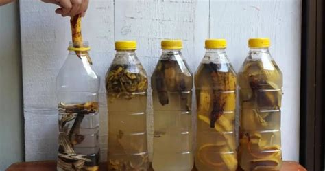 Casca De Banana É Reciclavel - Casca de Banana: Como Aproveitar ao Máximo e Nunca Mais Desperdiçar ...