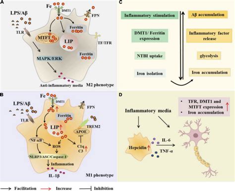 Frontaging Neurosci 从免疫炎症和铁代谢的角度看小胶质细胞在阿尔茨海默病中的作用 Medscicn